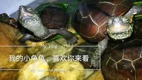 乌龟塌房爆料视频大全,独家爆料视频大盘点 第2张 乌龟塌房爆料视频大全,独家爆料视频大盘点 第2张